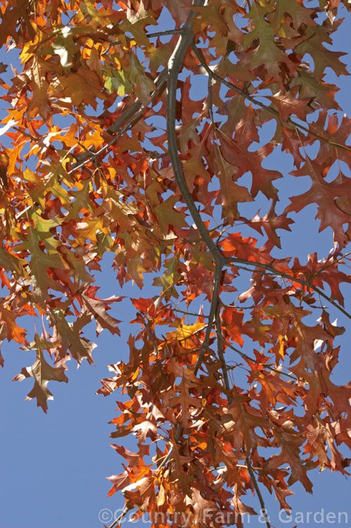 Autumn foliage of the Scarlet Oak (<i>Quercus coccinea</i>), a 30m tree native to the eastern United States and southern Canada that is famed for its vivid red autumn foliage. It can be distinguished from the similar. Pin Oak (<i>Quercus palustris</i>), as it lacks the small tufts of hairs of that species in the forks of the veins on the undersides of its leaves