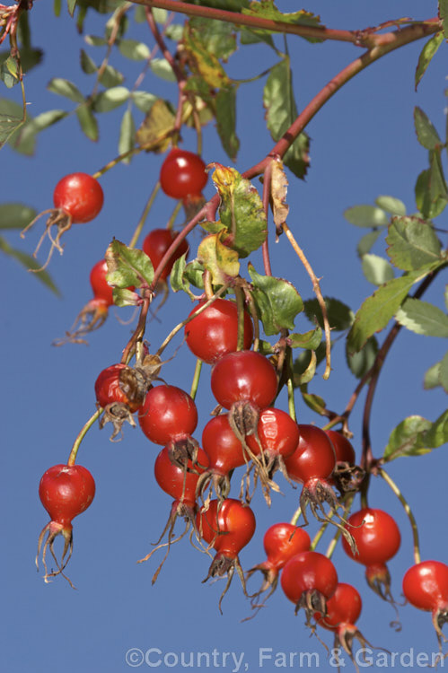 The hips or haws of the Western Wild Rose (<i>Rosa woodsii var. fendleri</i>), a variety of a western and central North American species. This variety differs from the species in having bristly flower stems. Order: Rosales, Family: Rosaceae