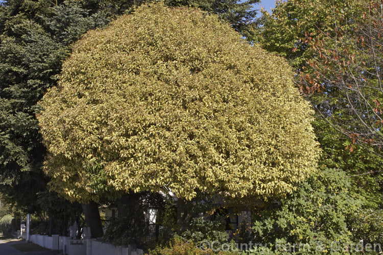 Variegated Chinese Privet (<i>Ligustrum lucidum 'Tricolor'). This form of an evergreen species found in China, Korea and Japan has cream, yellow and green variegated foliage that is pink-tinted when young. It is a large shrub or small tree that can grow to 10m tall ligustrum-3093htm'>Ligustrum. <a href='oleaceae-plant-family-photoshtml'>Oleaceae</a>.