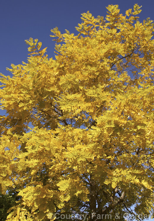 The autumn foliage of Robinia pseudoacacia 'Frisia', a golden-yellow-leafed form of the common black locust. This form is a foliage cultivar that rarely has more than a few flowers. Although its leaves are always bright yellow, this intensifies to gold in autumn. robinia-2218htm'>Robinia.