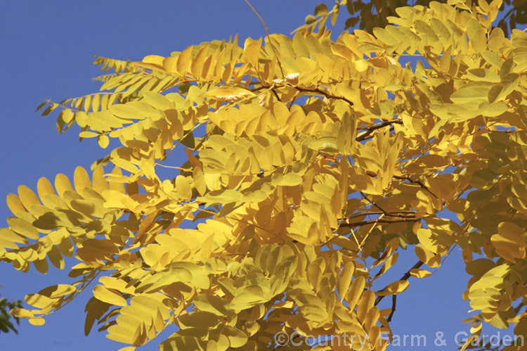 The autumn foliage of Robinia pseudoacacia 'Frisia', a golden-yellow-leafed form of the common black locust. This form is a foliage cultivar that rarely has more than a few flowers. Although its leaves are always bright yellow, this intensifies to gold in autumn. robinia-2218htm'>Robinia.