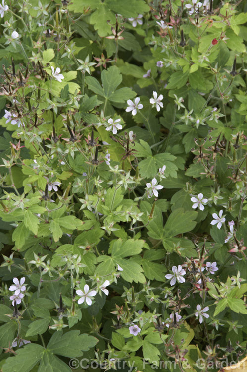 Geranium thunbergii, a sprawling, mat-forming perennial found in Japan, Taiwan and neighbouring parts of China. Throughout the warmer months it produces tiny mauve flowers with slightly darker veining. Order: Geraniales, Family: Geraniaceae