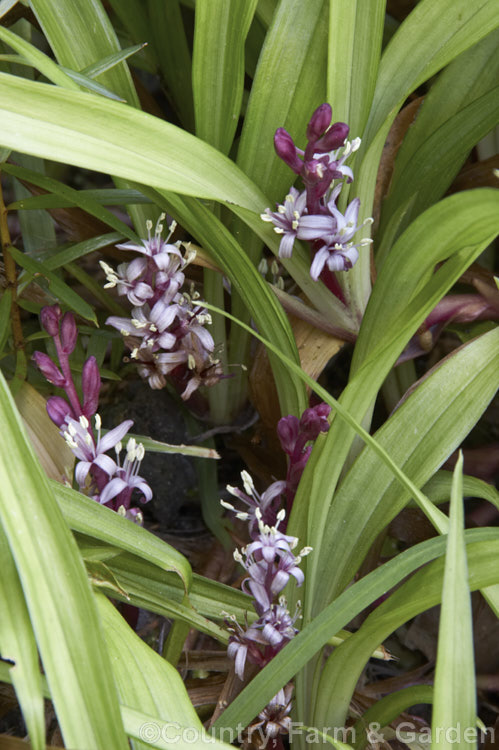 Reineckea carnea, a summer- to autumn-flowering, clump-forming woodland perennial native to Japan and China. The flowers are gently fragrant and are followed by small red fruits