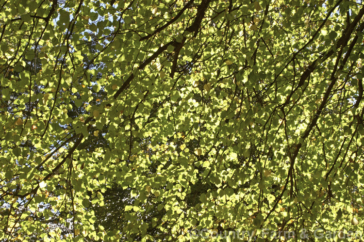 Sunlight coming through the autumn foliage of the Common or European Lime or Linden (<i>Tilia x vulgaris [Tilia cordata x Tilia platyphyllos]), this 25-40m tall deciduous tree is most likely a hybrid, probably natural of two Eurasian species. Order: Malvales, Family: Malvaceae