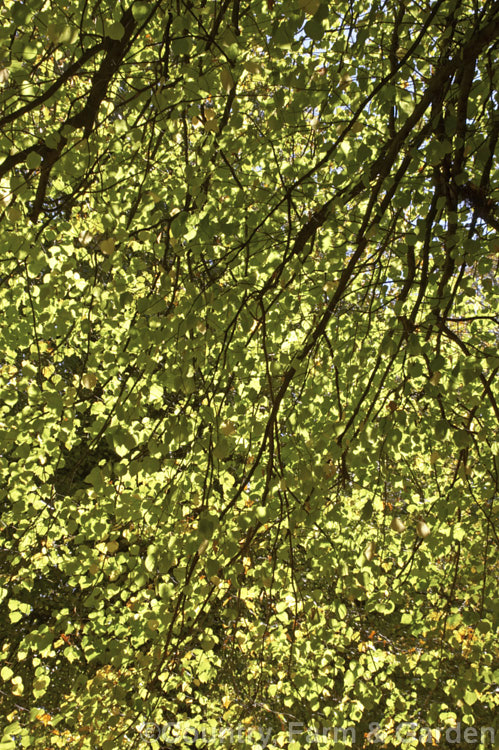 Sunlight coming through the autumn foliage of the Common or European Lime or Linden (<i>Tilia x vulgaris [Tilia cordata x Tilia platyphyllos]), this 25-40m tall deciduous tree is most likely a hybrid, probably natural of two Eurasian species. Order: Malvales, Family: Malvaceae