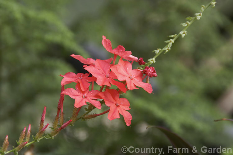Scarlet Leadwort (<i>Plumbago indica [syn. Plumbago rosea]), a sprawling evergreen herb or subshrub native to Southeast Asia. The flowers open throughout the year and are borne on spikes up to 30cm long. plumbago-2745htm'>Plumbago. <a href='plumbaginaceae-plant-family-photoshtml'>Plumbaginaceae</a>.