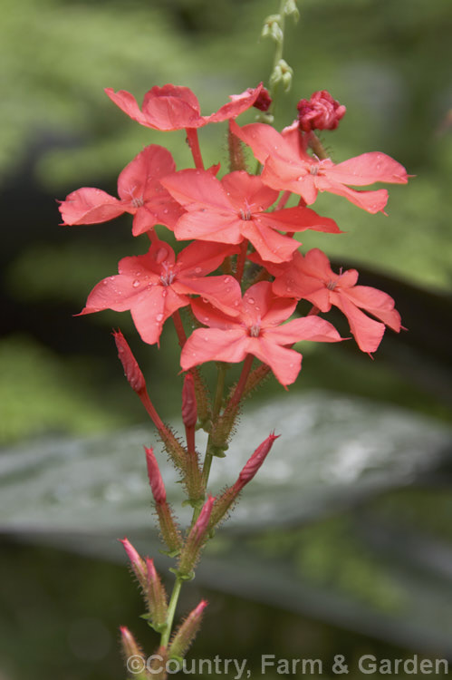 Scarlet Leadwort (<i>Plumbago indica [syn. Plumbago rosea]), a sprawling evergreen herb or subshrub native to Southeast Asia. The flowers open throughout the year and are borne on spikes up to 30cm long. plumbago-2745htm'>Plumbago. <a href='plumbaginaceae-plant-family-photoshtml'>Plumbaginaceae</a>.