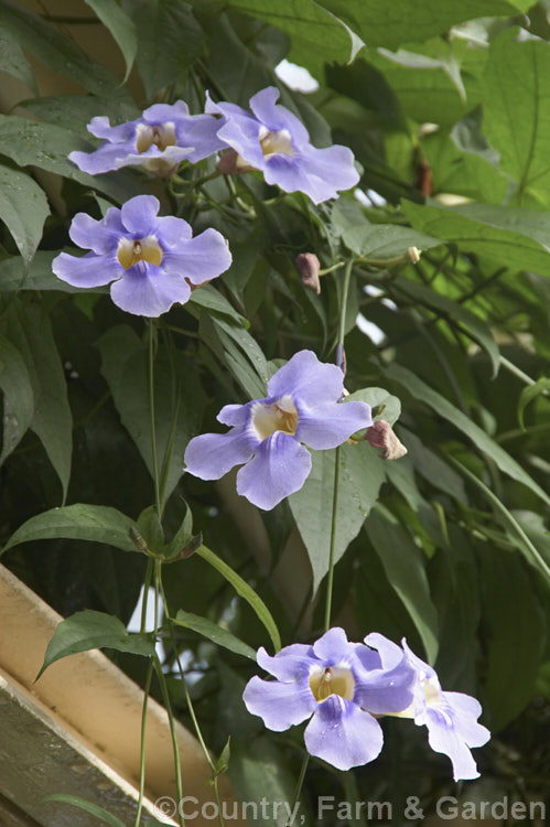 Blue Trumpet Vine or Skyflower (<i>Thunbergia grandiflora</i>), a long-flowering, evergreen, twining vine native to northern India It blooms most heavily in summer but nearly always has a few flowers. Order: Asterales, Family: Asteraceae