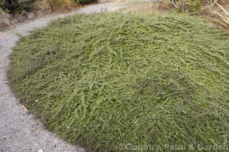 Coprosma 'Taiko', a Coprosma acerosa hybrid that is a very densely foliaged, low, spreading groundcover shrub. It forms a mound that is only 20-30cm high at the centre but which may be up to 3m wide. Order: Gentianales, Family: Rubiaceae