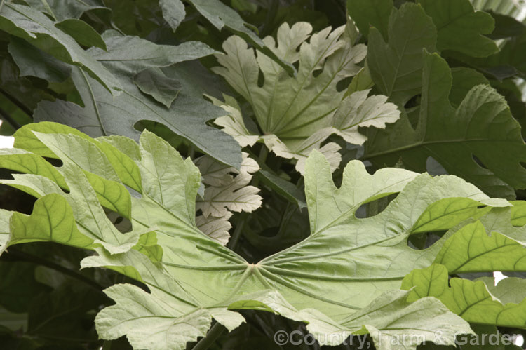 The young leaves of the Snowflake. Tree (<i>Trevesia palmata 'Micholitzii'), a cultivar of a large shrub or small tree native to tropical Asia, found from India to Thailand and southern China. It differs from the species in having more finely divided foliage with a covering of silvery buff hairs, rather than red-brown. Also, the petioles are always smooth, while those of the species sometimes carry fine prickles. trevesia-3365htm'>Trevesia. Order: Apiales, Family: Araliaceae