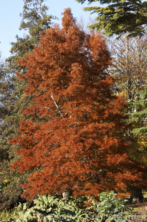 Swamp Cypress or Bald. Cypress (<i>Taxodium distichum</i>) in autumn. One of the few deciduous conifers. Capable of growing in shallow water, this species is native to the southeast United States. taxodium-2129htm'>Taxodium. Order: Pinales, Family: Cupressaceae