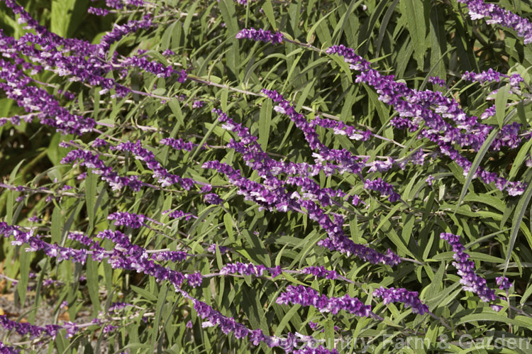 Mexican Bush Sage (<i>Salvia leucantha</i>), a long-flowering herbaceous perennial or evergreen small shrub that grows to about 12m tall and twice as wide. It is native to central and eastern Mexico. Order: Lamiales, Family: Lamiaceae