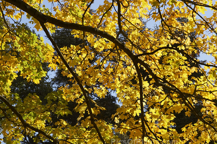 The backlit autumn foliage of the Cappadocian Maple or Caucasian Maple (<i>Acer cappadocicum</i>), a 20m deciduous tree with a wide and unusual range extending from the Caucasus to Japan. It produces many suckers that can develop into thickets. Order: Sapindales, Family: Sapindaceae