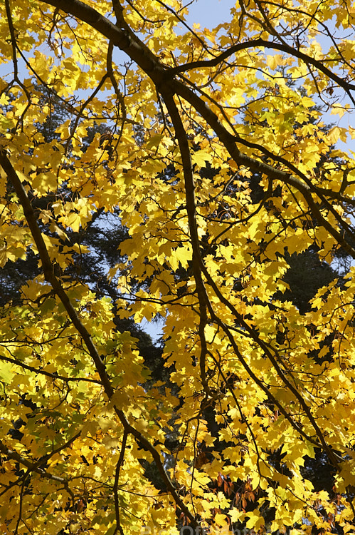 The backlit autumn foliage of the Cappadocian Maple or Caucasian Maple (<i>Acer cappadocicum</i>), a 20m deciduous tree with a wide and unusual range extending from the Caucasus to Japan. It produces many suckers that can develop into thickets. Order: Sapindales, Family: Sapindaceae