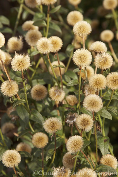 The seedheads of a Michaelmas. Daisy (<i>Symphyotrichum [syn. Aster] novi-belgii</i>). Probably not a true species but a hybrid of Symphyotrichum dumosus, the Michaelmas daisy flowers in autumn and occurs in a wide range of cultivars. symphyotrichum-2293htm'>Symphyotrichum.