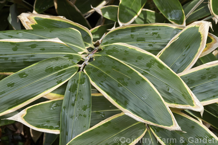 Kuma. Zasa (<i>Sasa veitchii</i>), an 80cm-15m high, slowly spreading, rhizomatous bamboo native to Japan. The dry papery edge to the foliage is normal and appears early, but as seen here it is not present on the very young foliage. sasa-3282htm'>Sasa. .