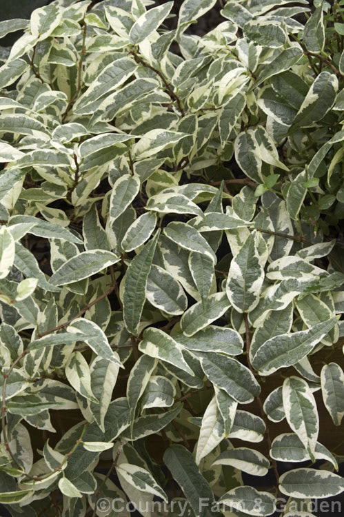 Ficus sagittata 'Variegata', a cream and grey-green-variegated cultivar of an evergreen climbing or trailing fig native to Southeast Asia. Its juvenile foliage is up to 8cm long but adult plants can have leaves to 20cm long. It is self-clinging and can be trained to be free-standing. Order: Rosales, Family: Moraceae