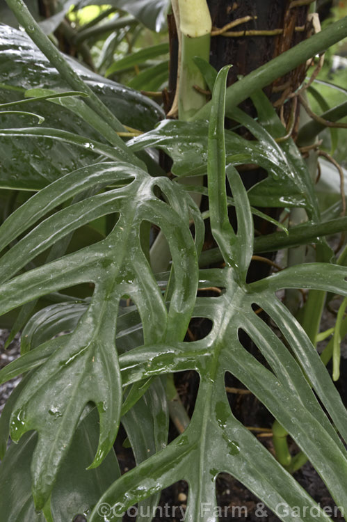 Philodendron angustisectum, a climbing aroid native to Columbia. It produces strong aerial roots and has deeply cut leaves that have up to 16 lobes and which can be 60cm long on mature plants. Order: Alismatales, Family: Araceae
