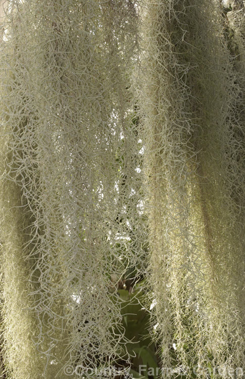 Spanish Moss or Old Man's Beard (<i>Tillandsia usneoides</i>), found from the southeast US to Chile and Argentina, this xerophytic bromeliad festoons trees, power lines and other perches in warm humid areas. Order: Poales, Family: Bromeliaceae