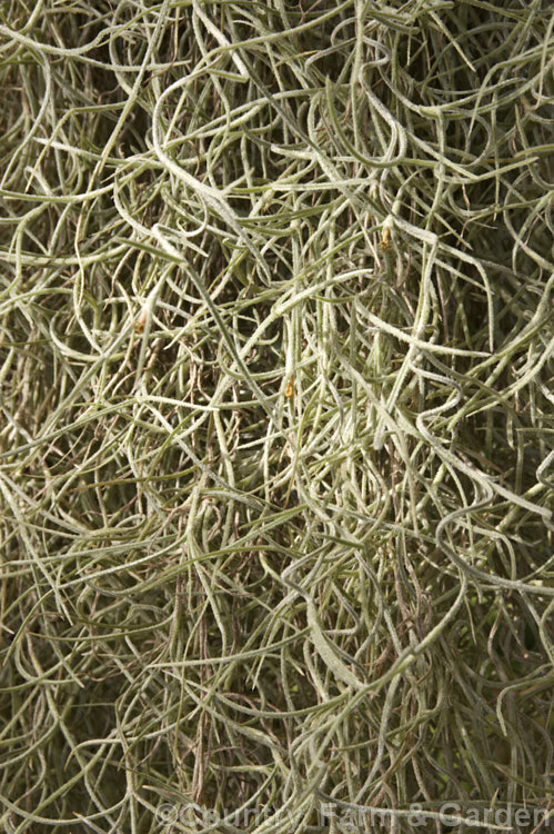 Spanish Moss or Old Man's Beard (<i>Tillandsia usneoides</i>), found from the southeast US to Chile and Argentina, this xerophytic bromeliad festoons trees, power lines and other perches in warm humid areas. Order: Poales, Family: Bromeliaceae