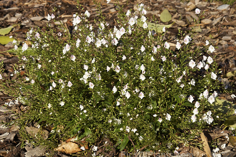 <i>Veronica catarractae</i> (syn. <i>Parahebe catarractae</i>), a low growing, spreading evergreen perennial or subshrub native to New Zealand. Wild forms usually have pinkish-red marked white to pale lavender flowers, but darker cultivars are common in cultivation. Order: Lamiales, Family: Plantaginaceae