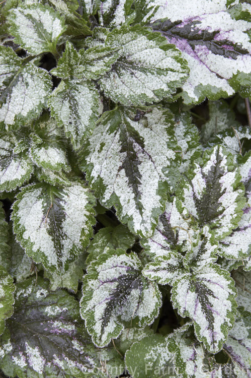 Lamium galeobdolon 'Florentinum', a silver-variegated cultivar of Yellow Archangel, a spreading perennial native to Europe and western Asia. The foliage of 'Florentinum' often develops purple tones in winter. The plant in this picture also has a very light covering of frost, which accentuates the silver-variegated foliage. lamium-3057htm'>Lamium.