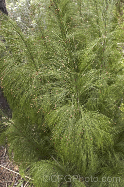 Restio subverticillatus (syn. Ischyrolepis subverticillata</i>), a member of the Cape. Reed family (the Restionaceae</i>), this rush-like plant has cane-like stems and produces its male and female flowers on separate plants. It occurs naturally in the south-west. Cape region of South Africa and grows to around 2m tall