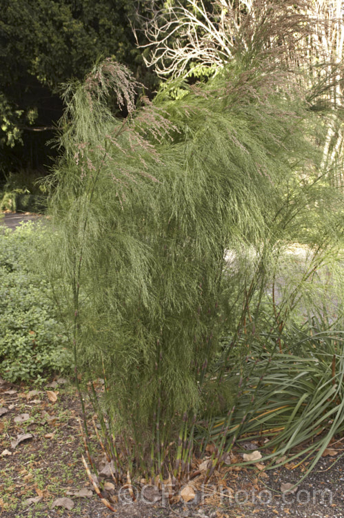 Restio paniculatus (syn. Calopsis paniculata</i>), a water-loving rush-like plant native found in water-logged soils and stream-sides from the south-western Cape to KwaZulu-Natal in South Africa. It grows to around 3m tall and is a member of the Cape. Reed family (<i>Restionaceae</i>). Male and female flowers occur on separate plants