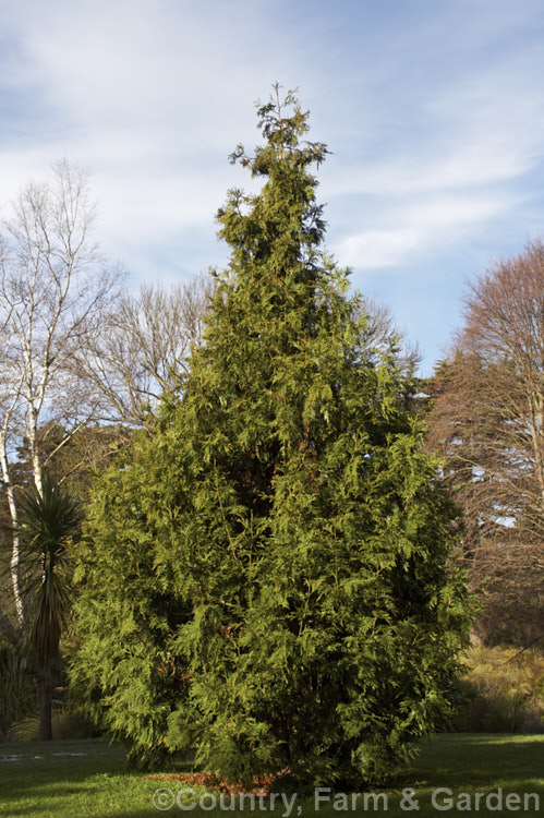 Thujopsis dolobrata, a 20-30m tall conifer native to Japan. When mature it has spreading branches that often sweep up slightly at the tips. Order: Pinales, Family: Cupressaceae