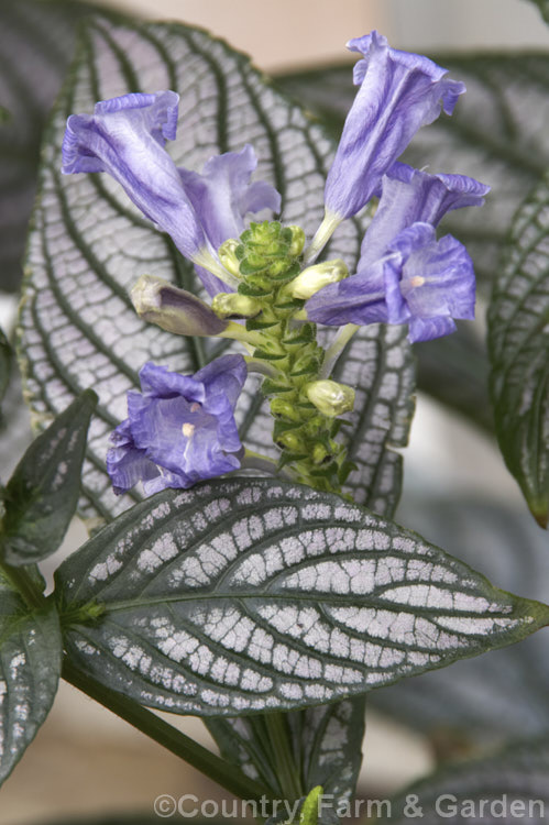 <a href='acanthaceae-plant-family-photoshtml'>Acanthaceae</a>