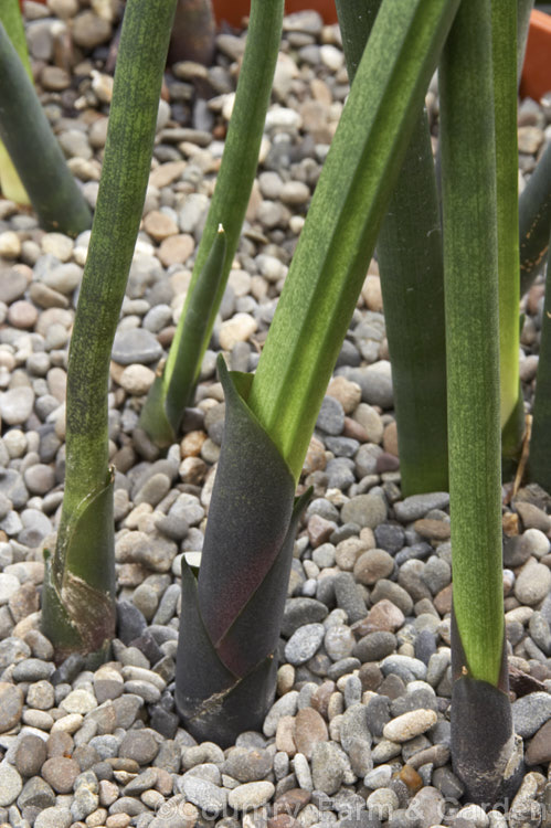 Sansevieria canaliculata, an evergreen xerophytic perennial from Angola. Its leaves are very thick and almost cylindrical, with a channel along one side. They are banded when young but usually a mottled dark green when mature. sansevieria-2484htm'>Sanseviera.