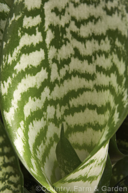 Sansevieria trifasciata 'Futura' (syn. Sansevieria gigantea</i>), one of the many cultivars of Bowstring. Hemp or Mother-in-Law's Tongue, a xerophytic fibrous-leafed perennial native to Nigeria. sansevieria-2484htm'>Sanseviera.