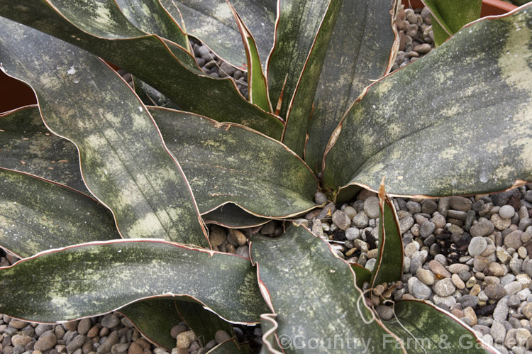 Sansevieria kirkii var. pulchra, an evergreen xerophytic perennial native to eastern Africa. Its flat leaves, which are up to 70cm long, are often held flat to the ground, rather than erect like most. Sansevieria species. Variety pulchra differs from the species in having white-edged and spotted leaves. sansevieria-2484htm'>Sanseviera.