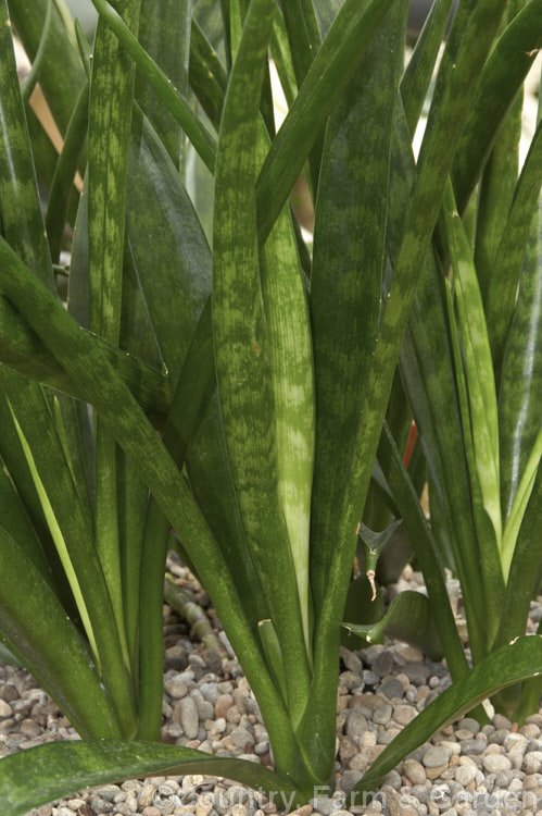 Sansevieria parva, an evergreen xerophytic perennial found in tropical Kenya. Its narrow, banded leaves grow to around 45cm long. sansevieria-2484htm'>Sanseviera.