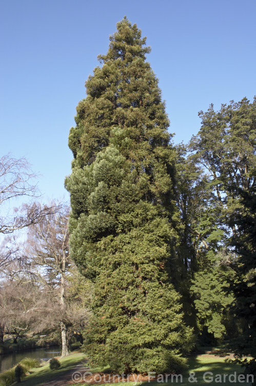 California. Redwood or Coast. Redwood (<i>Sequoia sempervirens</i>), generally regarded as the world's tallest tree, this conifer from the western United States can grow to over 100m tall sequoia-2494htm'>Sequoia. Order: Pinales, Family: Cupressaceae