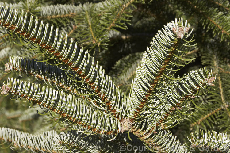 Foliage of the Sacred Fir (<i>Abies religiosa</i>), a robust and usually very regularly shaped 60m tall tree native to Mexico and Guatemala. In mild areas it grows quickly, and the undersides of its leaves have conspicuous silvery white stomatal bands. Order: Pinales, Family: Pinaceae