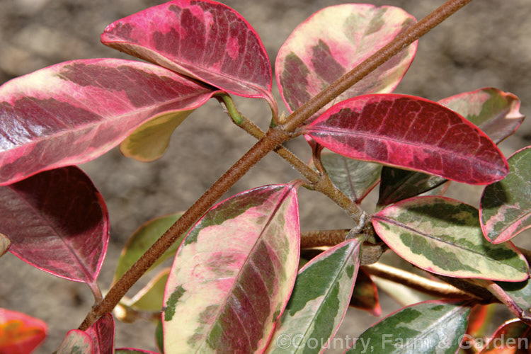 The winter foliage of Variegated Star Jasmine (<i>Trachelospermum jasminoides 'Variegata'), a cream and pale green-variegated form of an evergreen climber native to China. In cold weather the foliage develops strong pink tones. Like the species, its flowers are very fragrant and appear mainly in summer, but they are far less conspicuous against the lighter foliage. trachelospermum-3362htm'>Trachelospermum. Order: Gentianales, Family: Apocynaceae