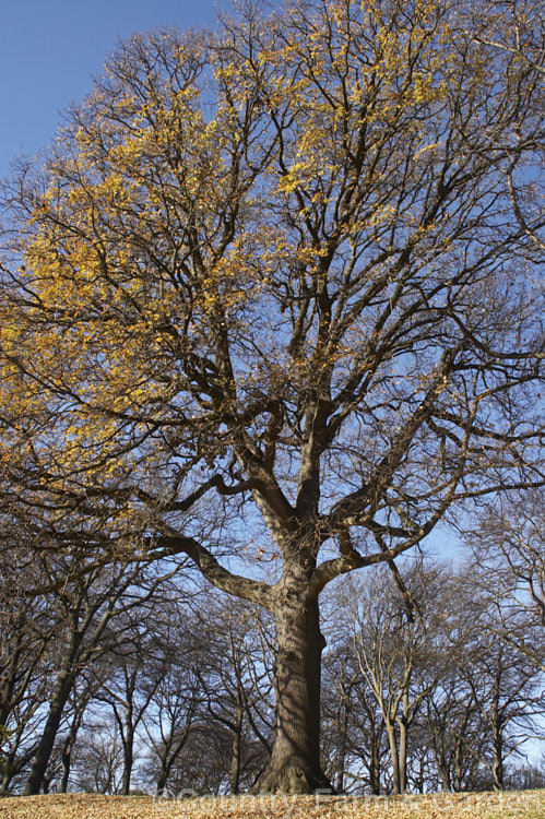 The strong trunk and broad crown of an English Oak or Common Oak (<i>Quercus robur</i>) in winter. This large, round-headed deciduous tree is found from Britain to western Russia, lives to a great age, and can reach 40m tall, though 20-35m is more common. Order: Fagales, Family: Fagaceae