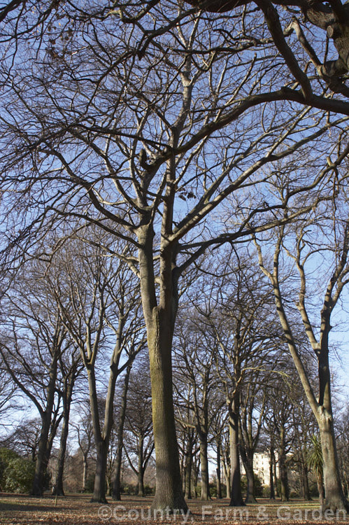 Turkey Oak (<i>Quercus cerris</i>) in winter. This deciduous tree, up to 40m tall, is native to central and southern Europe and western Asia