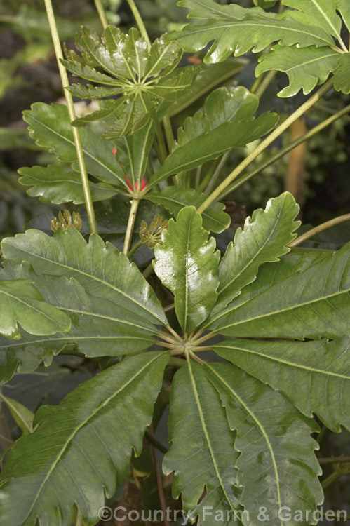 The foliage of a mature. False Aralia (<i>Schefflera elegantissima [syn. Dizygotheca elegantissima]), an evergreen tree native to New Caledonia that is up to 12m tall. The species and its cultivars are popular as house plants when young, when they have palmate leaves with long, narrow, coarsely toothed leaflets. Mature plants have adult foliage with broad digitate leaflets. schefflera-2489htm'>Schefflera. Order: Apiales, Family: Araliaceae