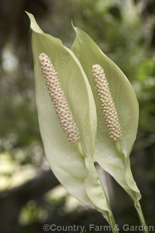 Flowerheads of Spathiphyllum commutatum, a large-growing, large-flowered Peace. Lily native to Indonesia and the Philippines. It grows to around 15m tall with 50cm long leaves and 24cm flower spathes. spathiphyllum-2500htm'>Spathiphyllum.