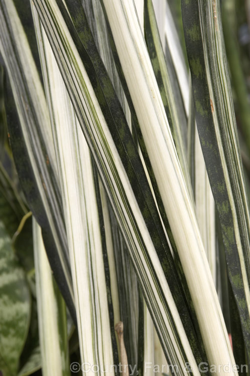 Close up of the strikingly variegated foliage of Sansevieria trifasciata 'Bantel's Sensation', a slender-leaved cultivar of the Bowstring. Hemp or Mother-in-Law's Tongue, a xerophytic fibrous-leafed perennial native to Nigeria. sansevieria-2484htm'>Sanseviera.