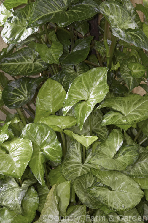 Syngonium 'White Butterfly', a hybrid semi-climbing. Syngonium that has a lush, brightly variegated foliage with distinctive green edges. Syngoniums are native to the American tropics and are cultivated outdoors as climbers in warm areas and as house plants in temperate climates