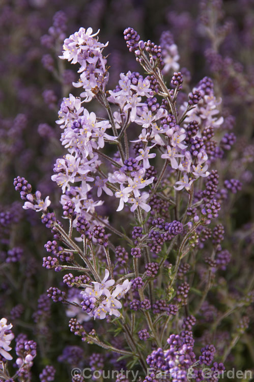 Bitter Bush (<i>Selago canescens</i>), a woody, evergreen, winter- to spring-flowering subshrub or shrub native to the Fynbos region of South Africa. It grows to around 1m x 15m wide high and wide and is often smothered in bloom. selago-3302htm'>Selago. <a href='scrophulariaceae-plant-family-photoshtml'>Scrophulariaceae</a>.