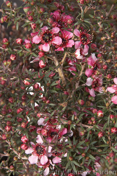 Leptospermum scoparium 'Huia' (syn 'Nanum Huia'), one of the dwarf cultivars of the so-called bird series of manuka, all of which are named after New Zealand native birds. It grows to around 45cm high and wide