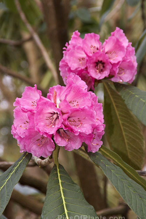 <i>Rhododendron protistum</i> var. <i>giganteum</i>, a variety of an early-flowering tree-sized Grande series rhododendron native to the southeastern Himalayan region. Variety giganteum differs most from the species in that it continues to produce foliage with indumentum into adulthood, while the undersides of the leaves of the species are far less densely hairy. Order: Ericales, Family: Ericaceae