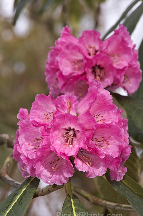 <i>Rhododendron protistum</i> var. <i>giganteum</i>, a variety of an early-flowering tree-sized Grande series rhododendron native to the southeastern Himalayan region. Variety giganteum differs most from the species in that it continues to produce foliage with indumentum into adulthood, while the undersides of the leaves of the species are far less densely hairy. Order: Ericales, Family: Ericaceae