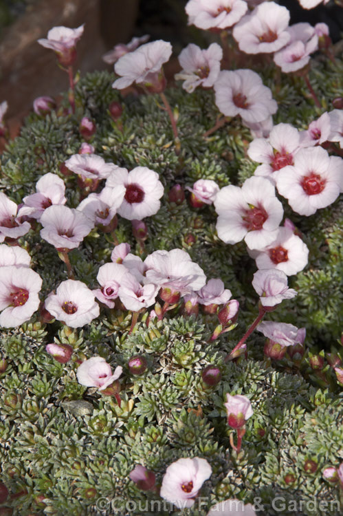 Saxifraga x irvingii 'Jenkinsae', a cultivar of a hybrid between Saxifraga burseriana from the eastern European Alps and the Himalayan species. Saxifraga lilacina 'Jenkinsae' differs from the original cross in that its flowers are a pale pink and its foliage cushion is less dense. saxifraga-2487htm'>Saxifraga. <a href='saxifragaceae-plant-family-photoshtml'>Saxifragaceae</a>.