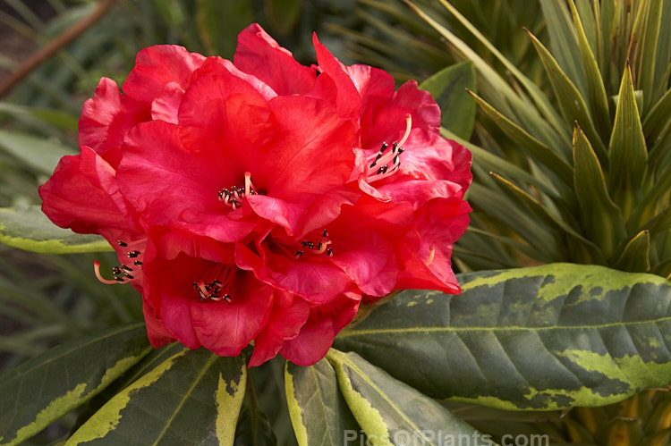 <i>Rhododendron</i> 'Cornubia Variegated' ('Blood Red' x <i>Rhododendron shilsonii</i>), a variegated foliage cultivar of a very early-flowering tree-sized hybrid raised by Barclay-Fox of Britain around 1912. Order: Ericales, Family: Ericaceae