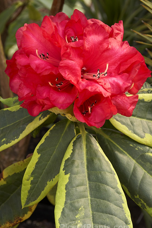 <i>Rhododendron</i> 'Cornubia Variegated' ('Blood Red' x <i>Rhododendron shilsonii</i>), a variegated foliage cultivar of a very early-flowering tree-sized hybrid raised by Barclay-Fox of Britain around 1912. Order: Ericales, Family: Ericaceae